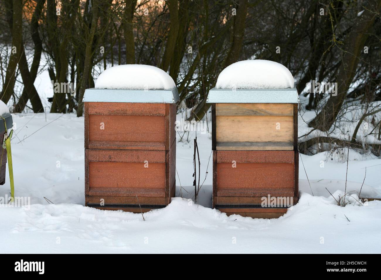 Honigbiene, Bienenstock (APIs mellifera mellifera), schneebedeckte Bienenstöcke, Deutschland, Nordrhein-Westfalen, Ruhrgebiet Stockfoto