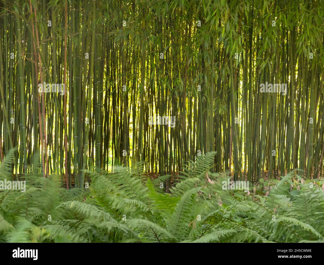 Bambus in the botanical garden -Fotos und -Bildmaterial in hoher Auflsung   Alamy