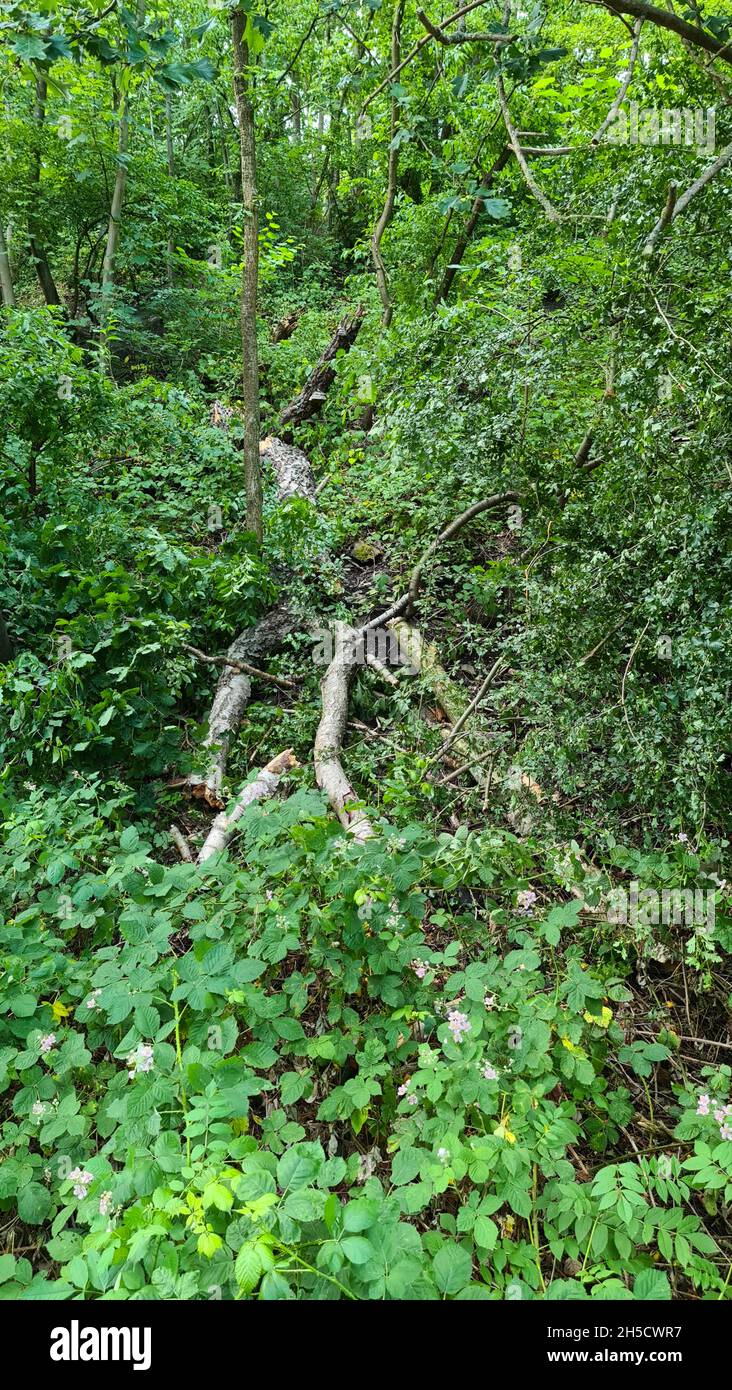 Gefallener Baum im Dickicht, Deutschland Stockfoto