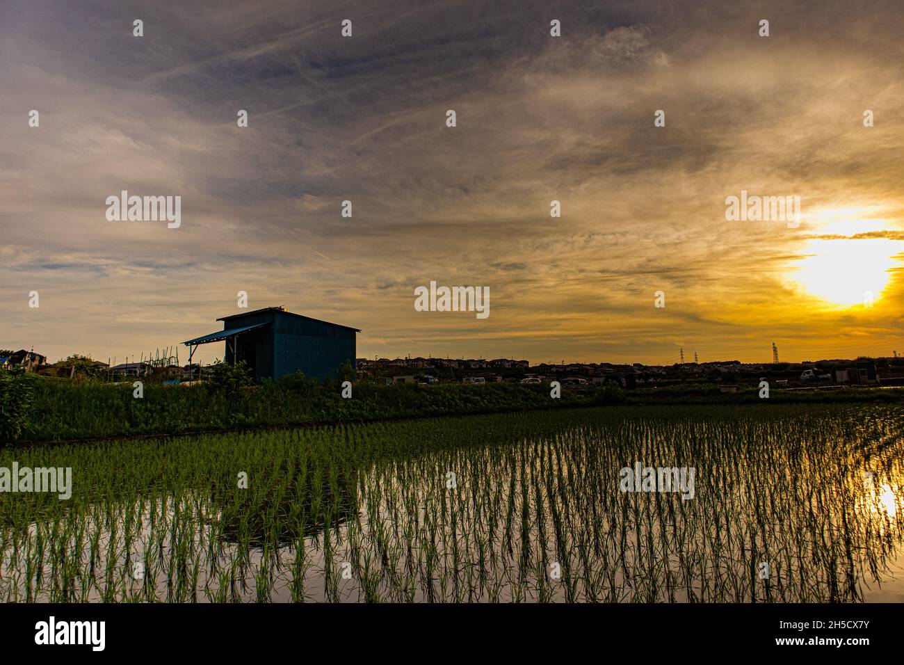 Wunderschöne Aussicht auf ein Reisfeld bei Sonnenuntergang in Japan Stockfoto