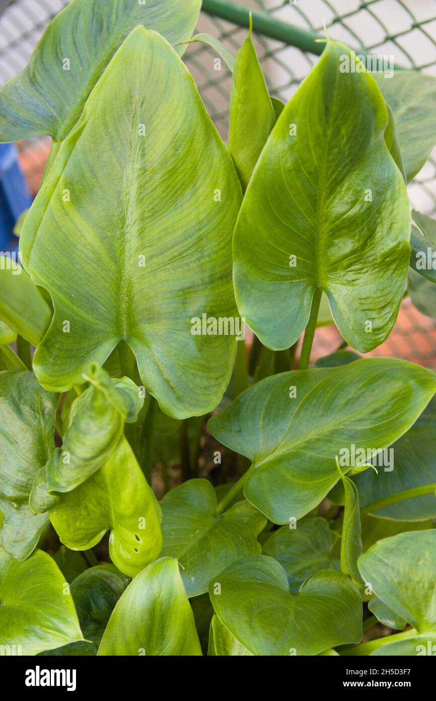 Nahaufnahme der Blätter einer Pflanze namens cala (Zantedeschia aethiopica), die sich durch ihre auffälligen weißen Spathen auszeichnet Stockfoto