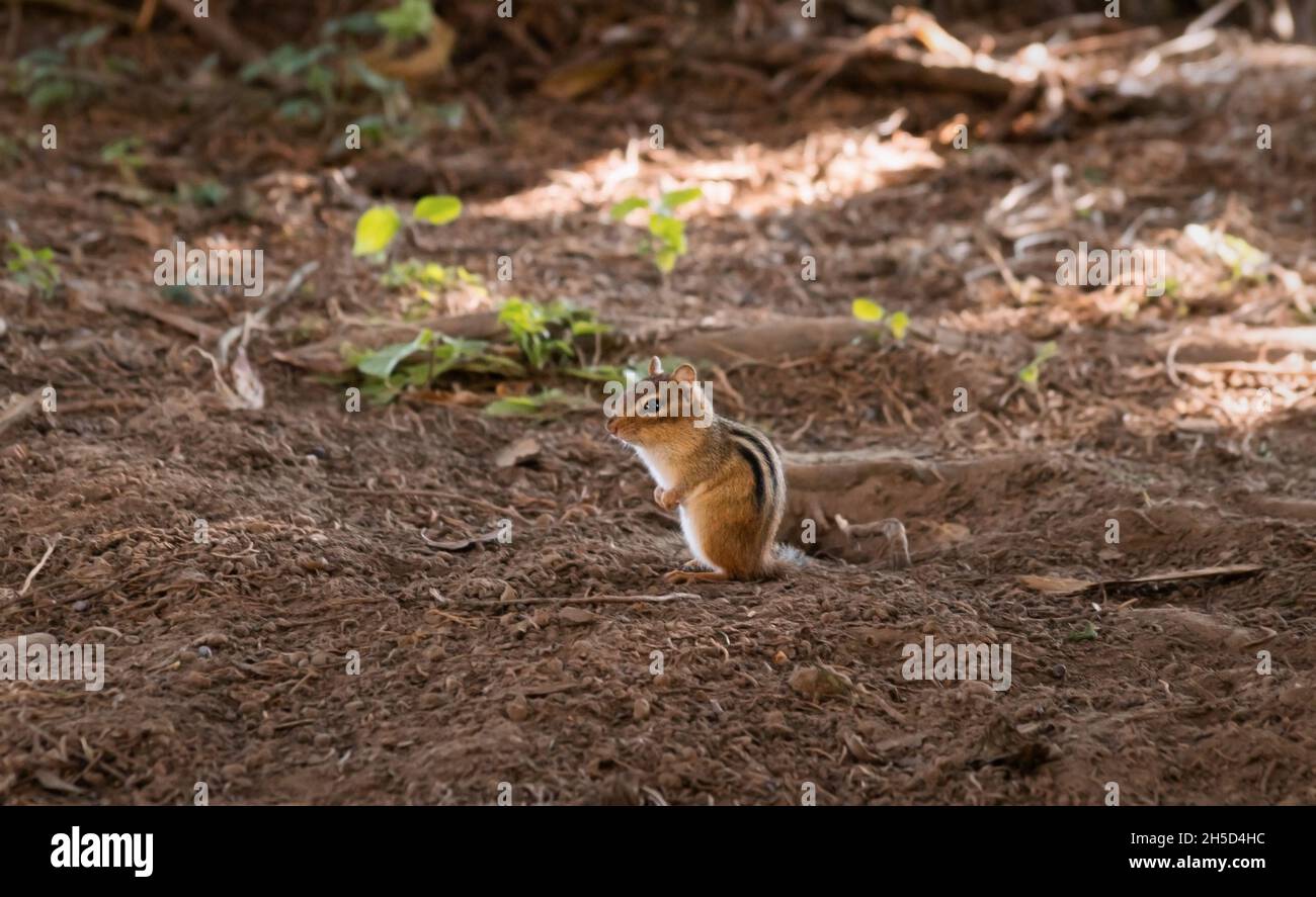 Nahaufnahme eines Chipmunks, der auf dem Boden neben seinem Loch in braunem Boden sitzt. Stockfoto