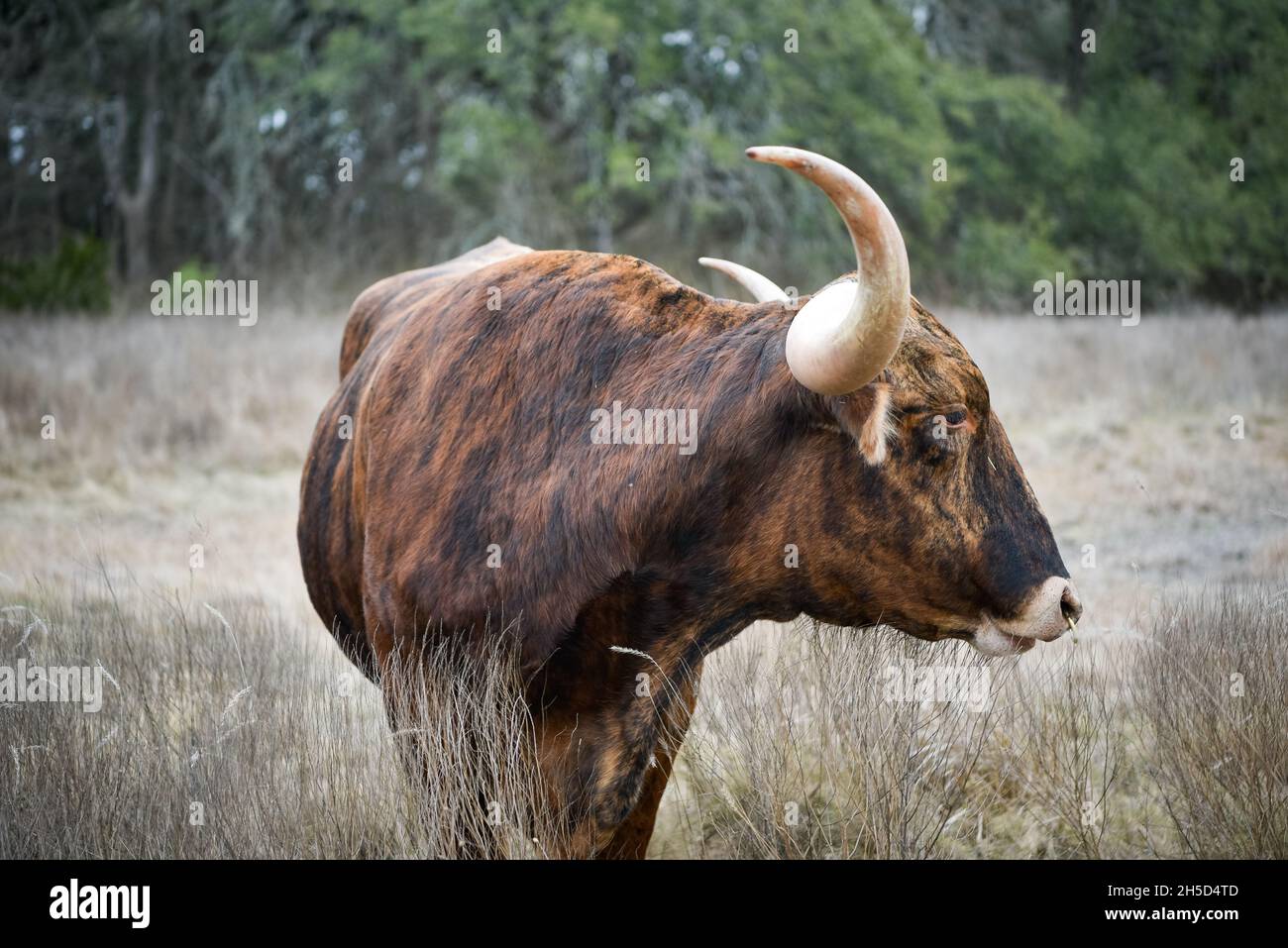 Chartruese Longhorn Bull frisst Gras auf der Elm Creek Ranch in Texas Stockfoto