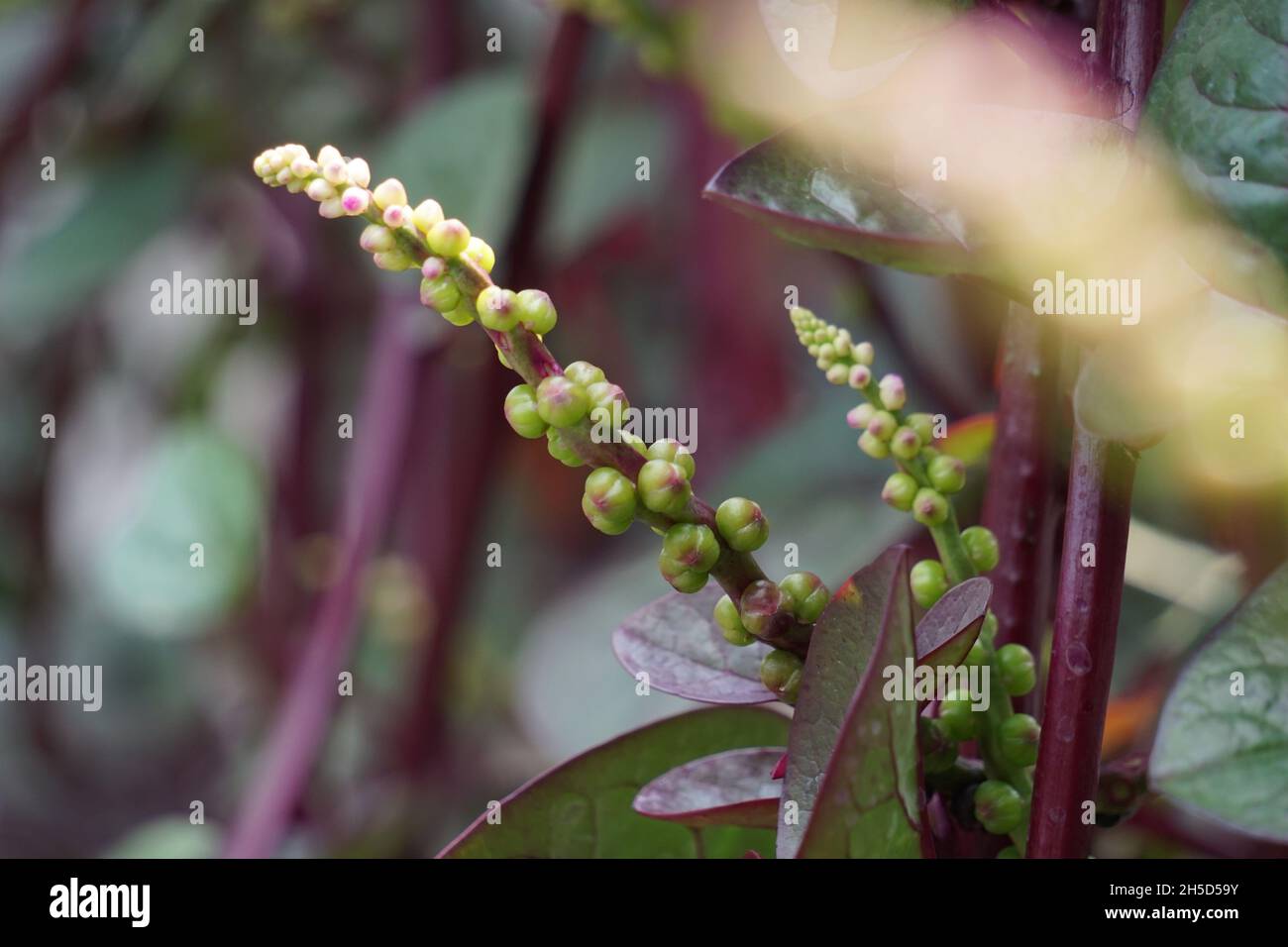 Anredera cordifolia (auch genannt Madeira Rebe, Mignonette Rebe) mit einem natürlichen. Diese Pflanze wird verwendet, um Wunden auf der Haut zu behandeln, Schlaganfälle zu verhindern, maint Stockfoto