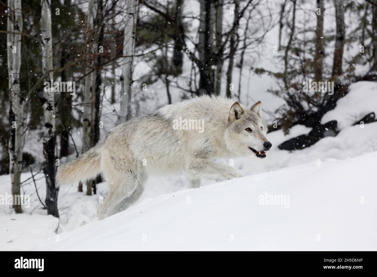 Winter Wolf Stockfoto