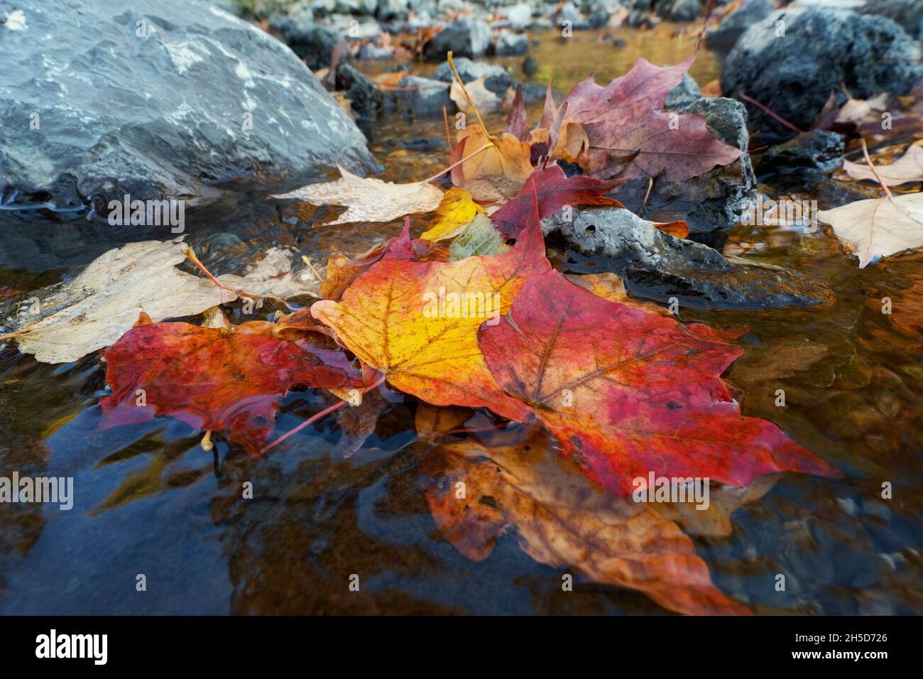 Herbst, Herbstblätter schweben auf dem Wasser, Herbstfarben, Ahornblätter Stockfoto