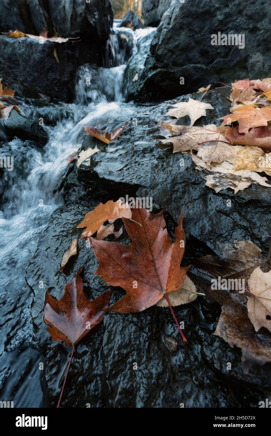 Herbst, Herbstblätter schweben auf dem Wasser, Herbstfarben, Ahornblätter Stockfoto