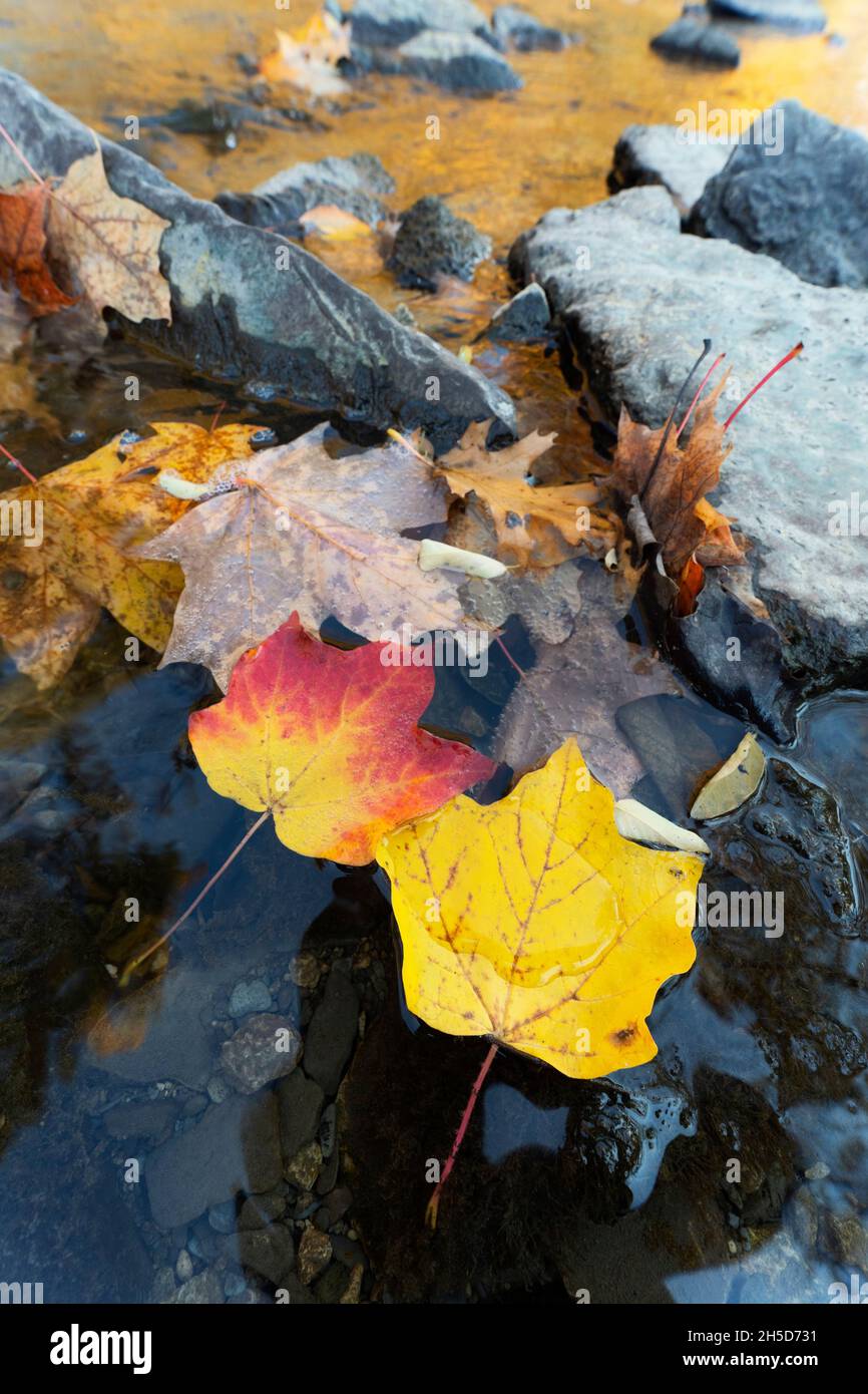 Herbst, Herbstblätter schweben auf dem Wasser, Herbstfarben, Ahornblätter Stockfoto