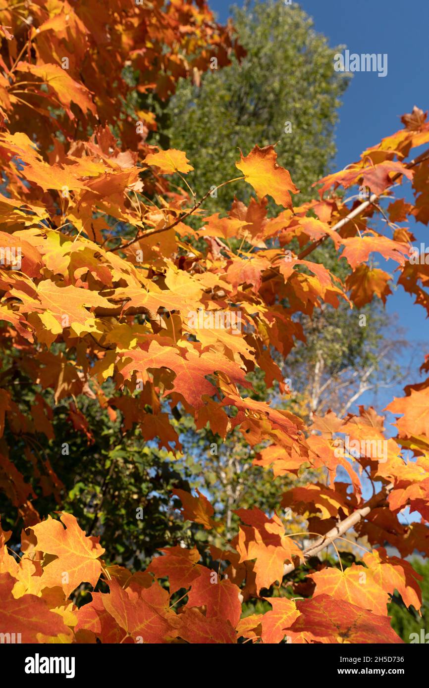 Herbst, Herbstfarben, Ahornblätter und blauer Himmel Stockfoto