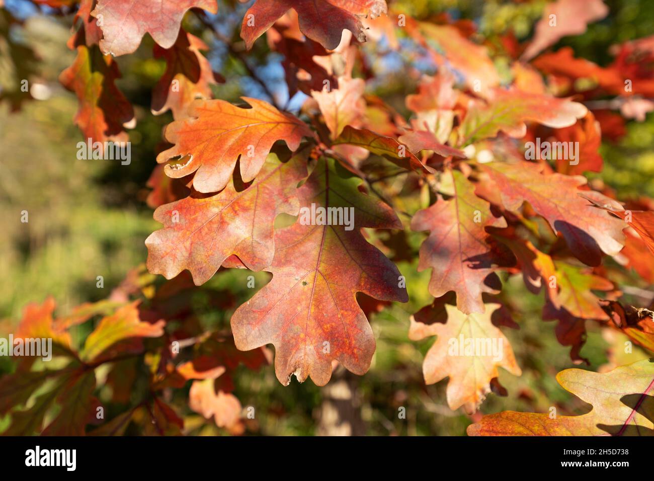 Weiße Eiche (Quercus alba) Blätter im Herbst Stockfoto