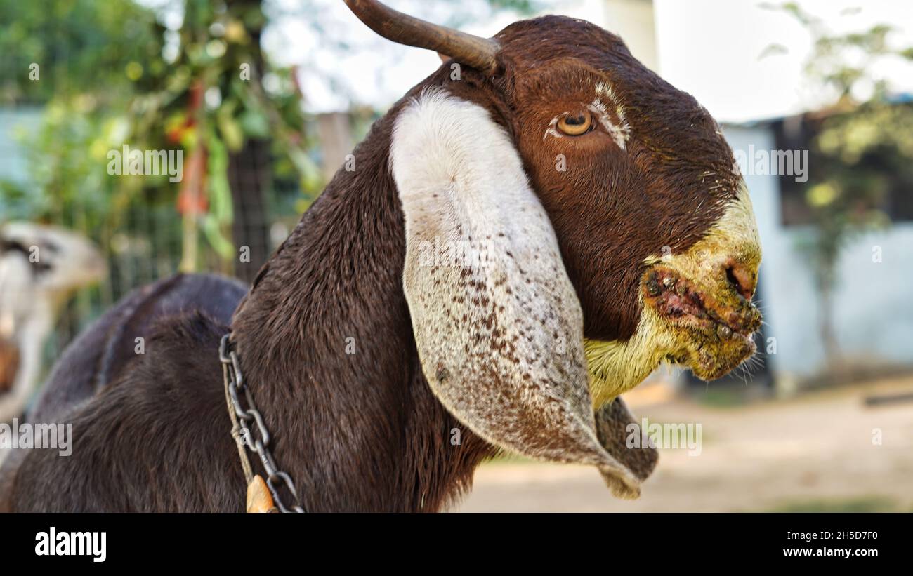 Ansteckende Ekthyma-Infektion im Mund einer braunen Ziege. Mund- und Fußerkrankungen von Milchziegen und Schafen Stockfoto