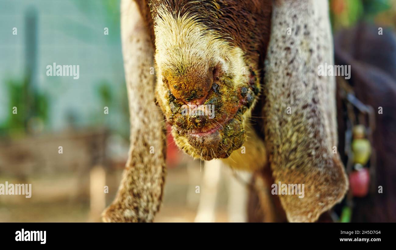 Ansteckende Ekthyma-Infektion im Mund einer braunen Ziege. Mund- und Fußerkrankungen von Milchziegen und Schafen Stockfoto