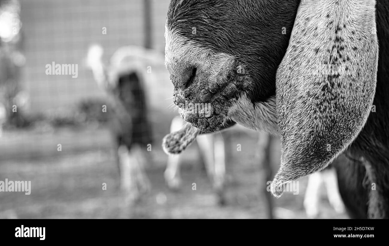 Scratch dermatitis Schwarzweiß-Stockfotos und -bilder - Alamy