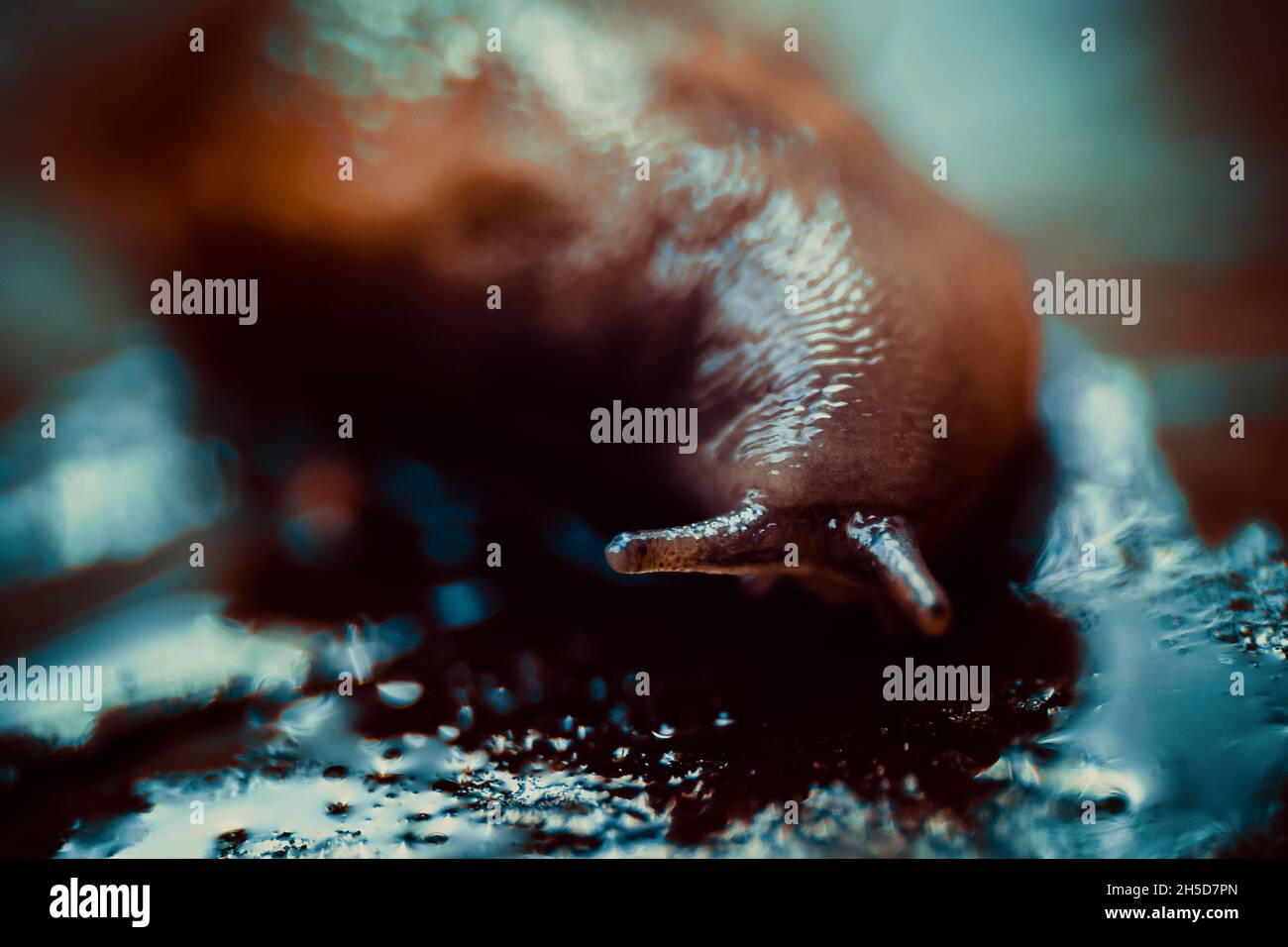 Ein schönes Porträt einer fantastischen Schnecke Stockfoto