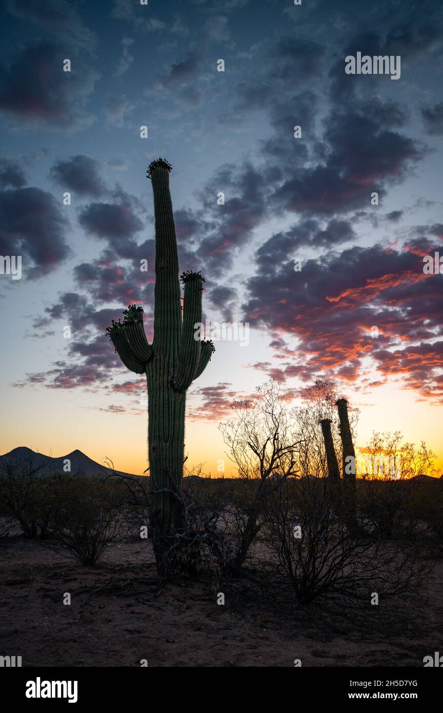 Sonnenuntergang in der Wüste von Arizona mit einem wunderschönen saguaro Kaktus. Stockfoto