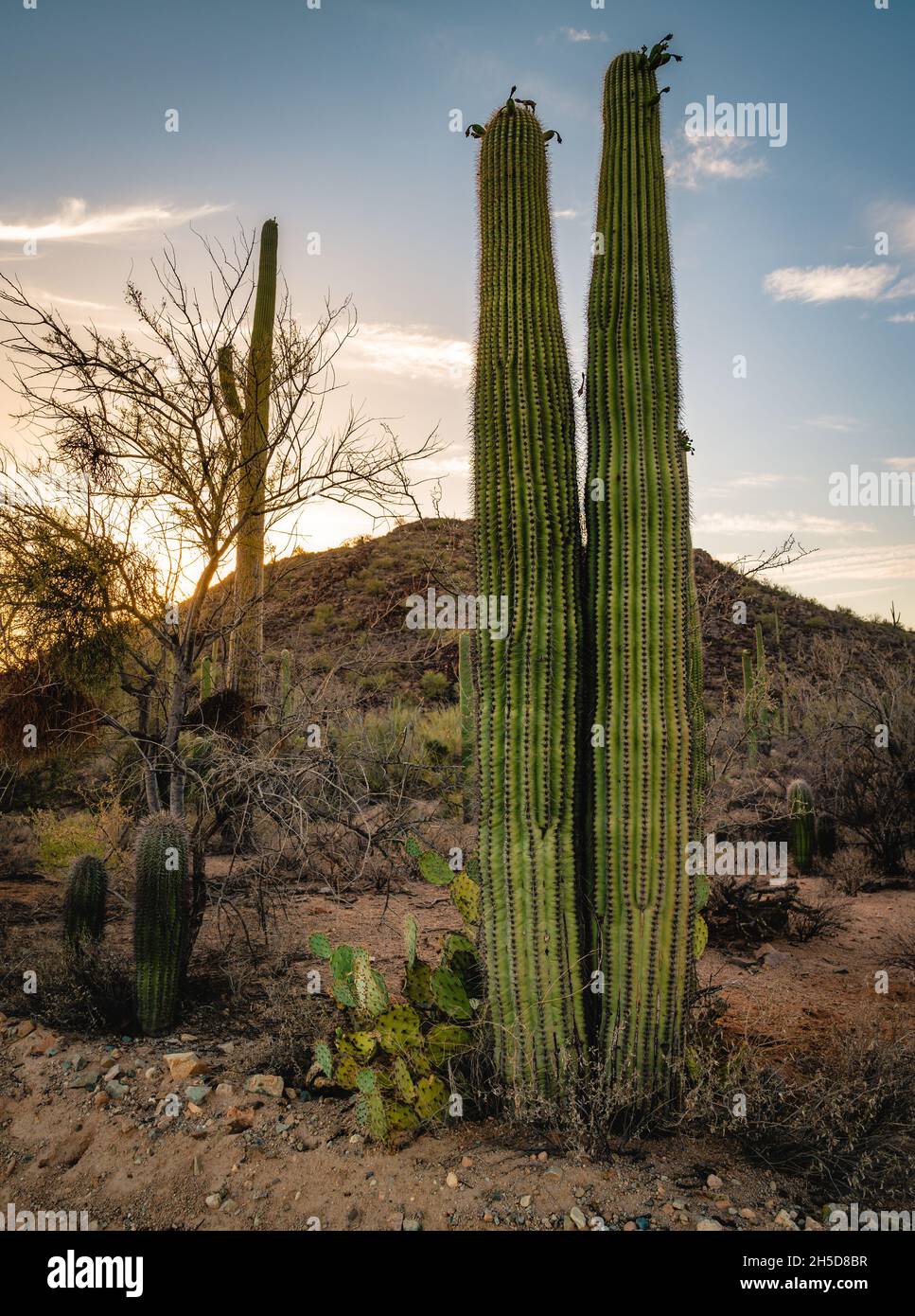 Arizona Landschaft mit zwei Saguaros, die dicht beieinander stehen. Stockfoto