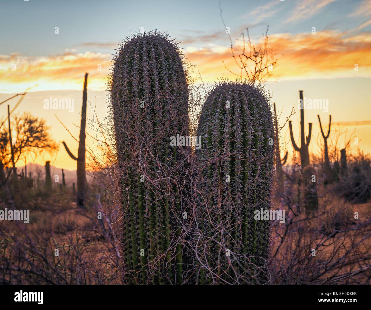 Arizona Landschaft mit zwei Saguaros, die dicht beieinander stehen. Stockfoto