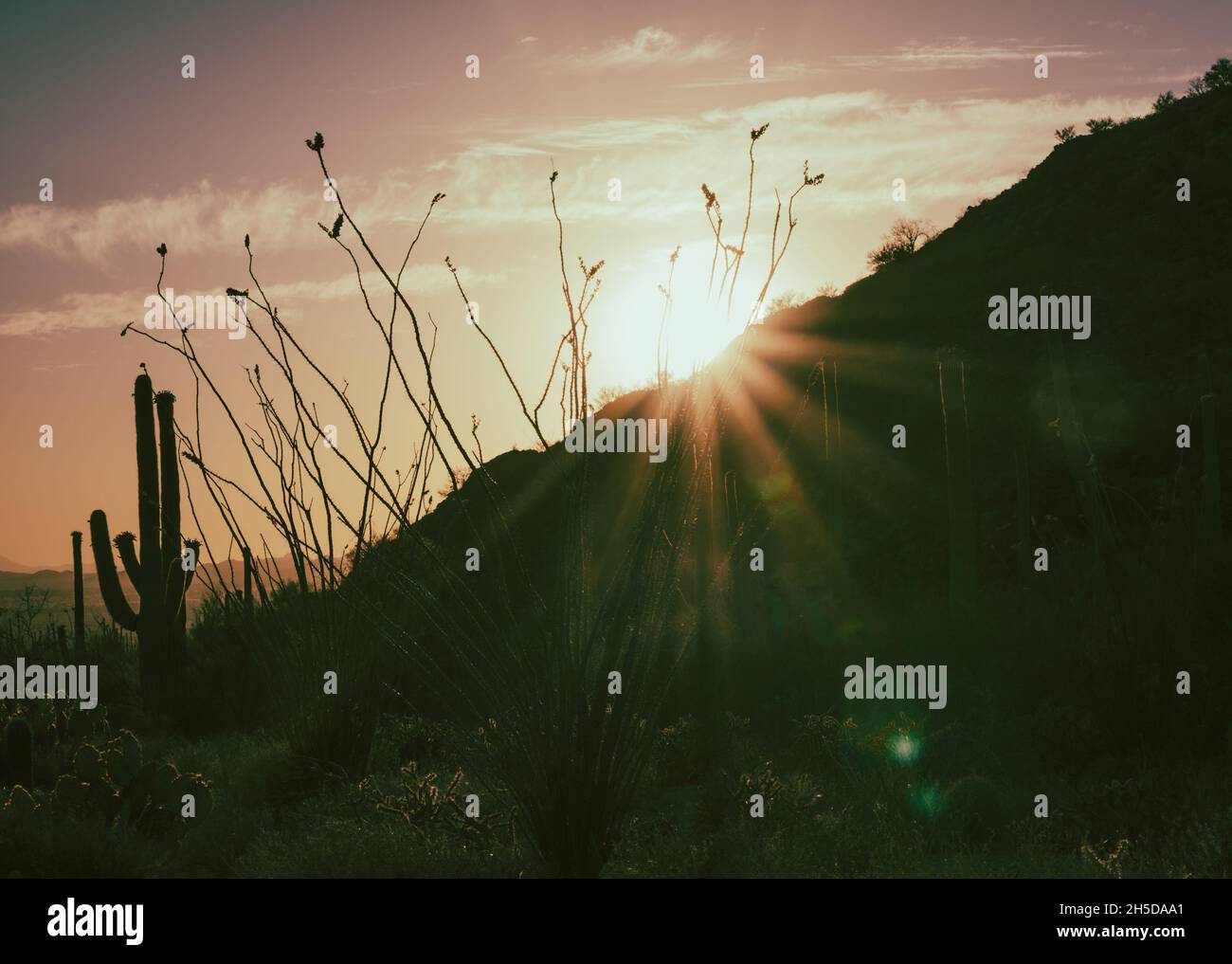 Sonnenstrahlen mit silhouettierten Berg- und Wüstenpflanzen. Stockfoto