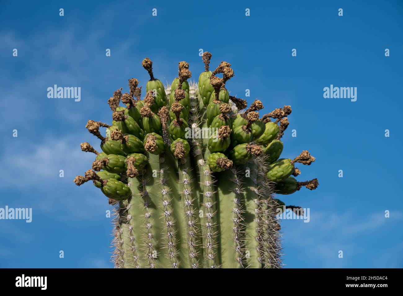 Nahaufnahme von saguaro nach der Blüte mit unreifen Kaktusfrüchten Stockfoto