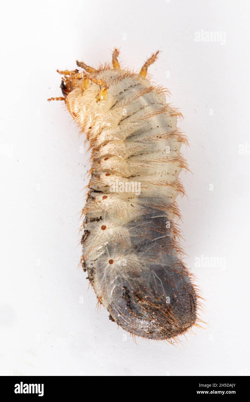 Makroaufnahme einer Larve von Cetonia aurata auf weißem Hintergrund Stockfoto