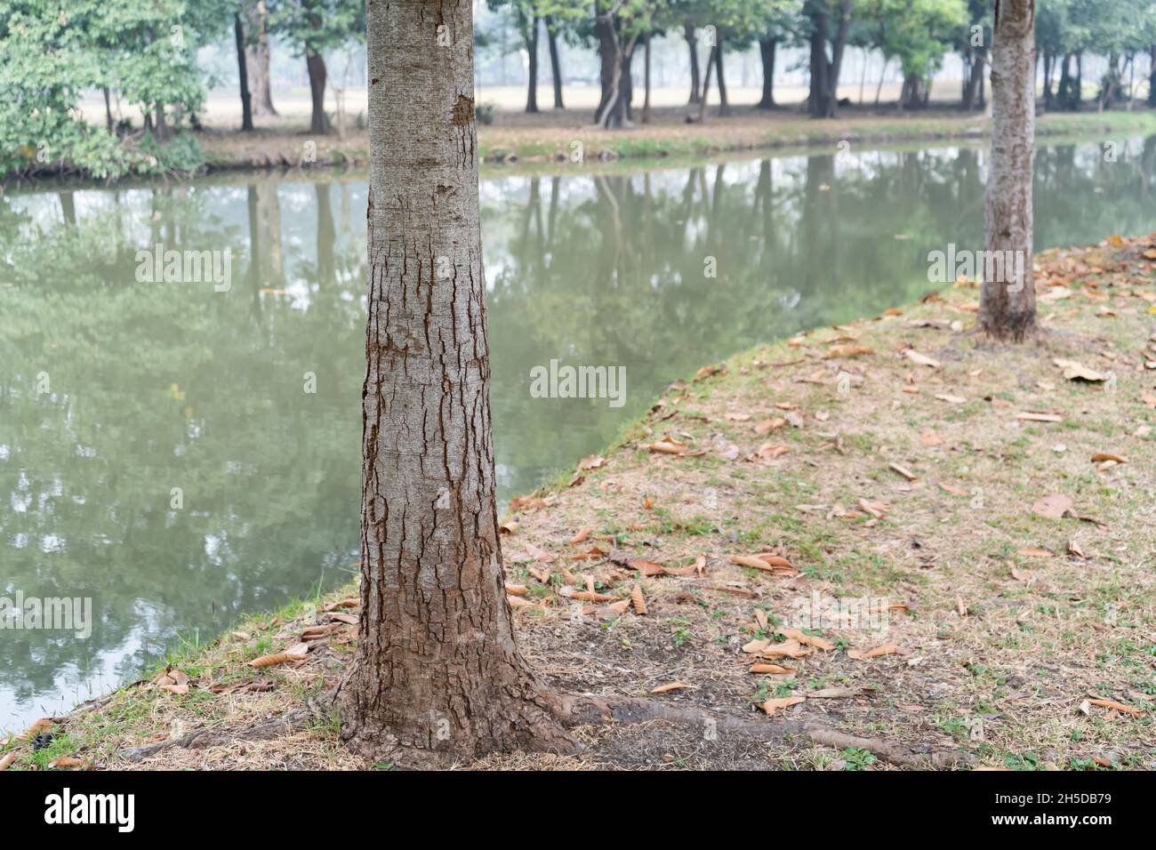 Baumstamm mit rissiger Rinde in der Nähe des Sees im Park in Bangkok, Thailand Stockfoto