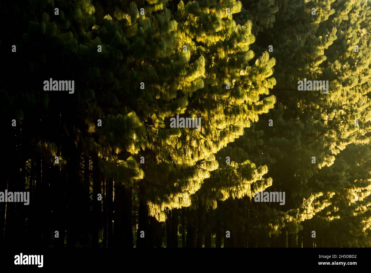 Das letzte Sonnenlicht des Nachmittags, das durch die Nadeln einer Gruppe von Kiefern scheint Stockfoto