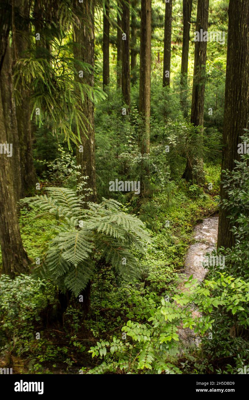 Mit Blick auf einen kleinen Bach, der durch eine Pflanzung von Pinien schneidet, daneben wächst ein einheimischer Waldfarn, Magoebaskloof, Stockfoto