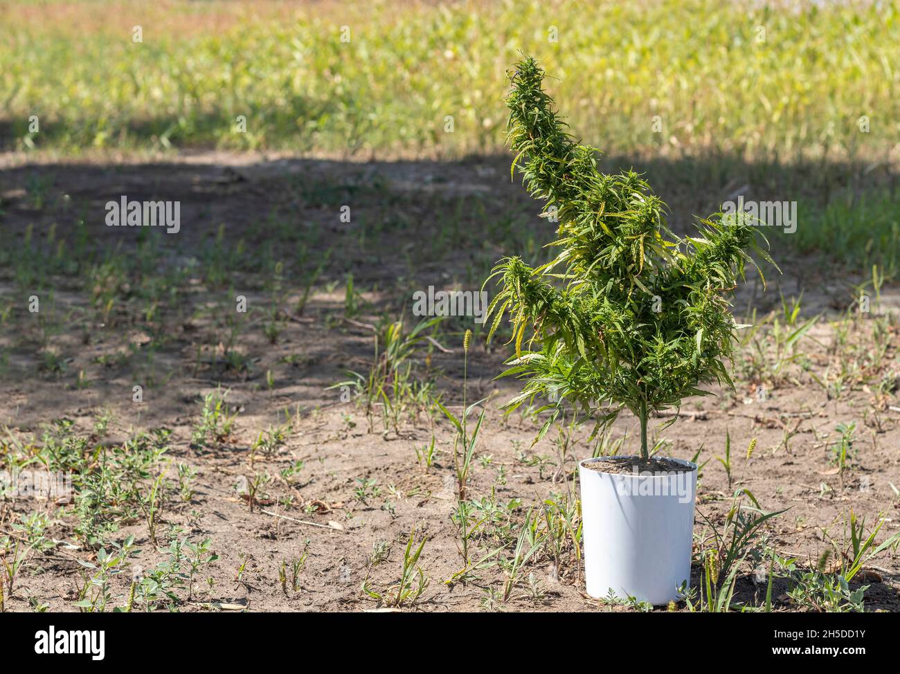 Ein reifer grüner Cannabisbusch, der in einem weißen Topf wächst. Seitenansicht. Anbau im Freien Stockfoto