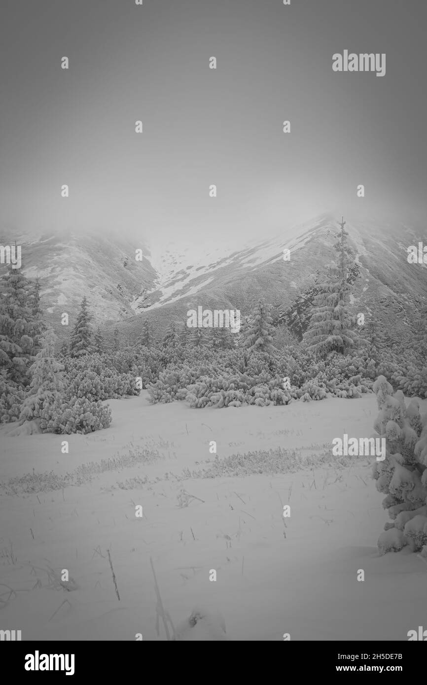 Faszinierender Blick auf einen verschneiten Tannen-Wald und den hohen Tatra-Berg im Hintergrund in Polen Stockfoto