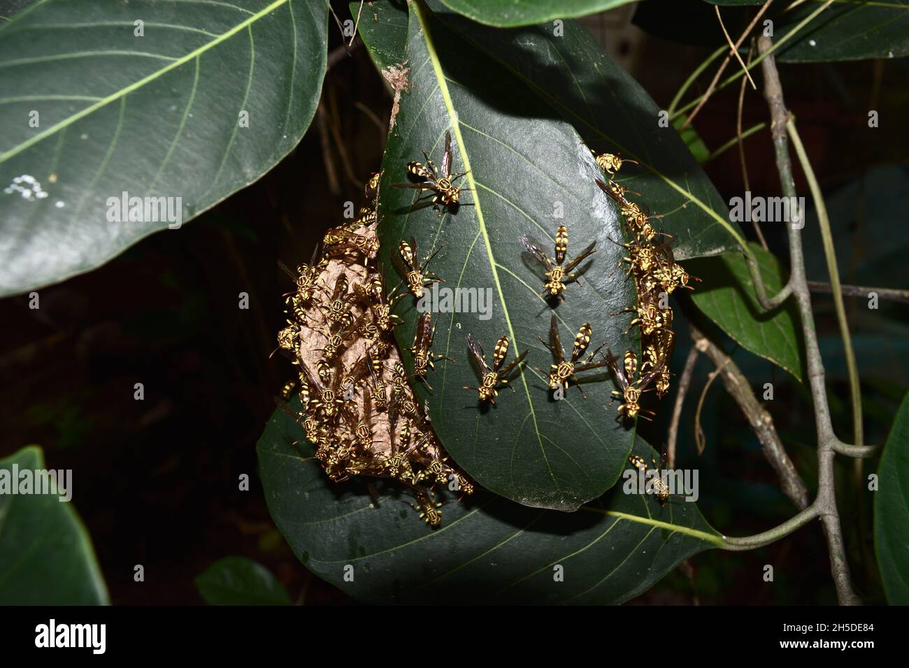 Eastern Yellowjacket Papierwespen hive in grünen Blatt Pflanzenbaum, Gruppe von europäischen Hornisse oder gemeinsame Vespa im Wald, Gelbe und schwarze Streifen auf Insekten Stockfoto