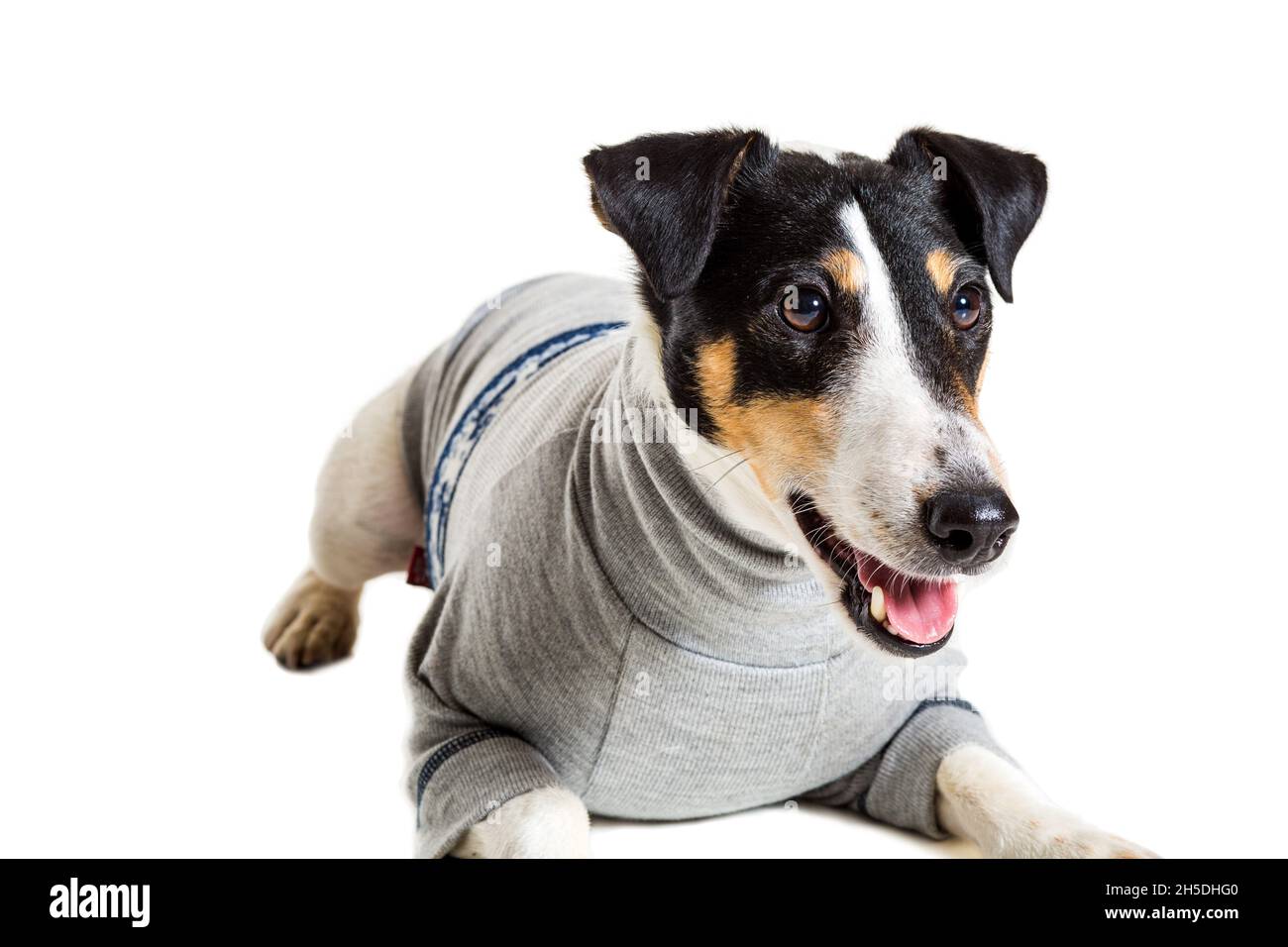 Fox Terrier posiert im Studio auf weißem Hintergrund. Isoliert Stockfoto