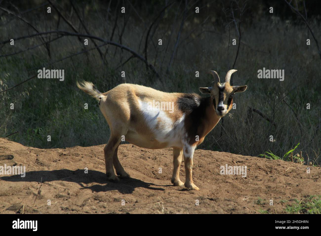 Eine Ziege auf einem Hügel auf einer Weide mit braunem Schmutz und Bäumen im Hintergrund draußen im Land in Kansas. Stockfoto