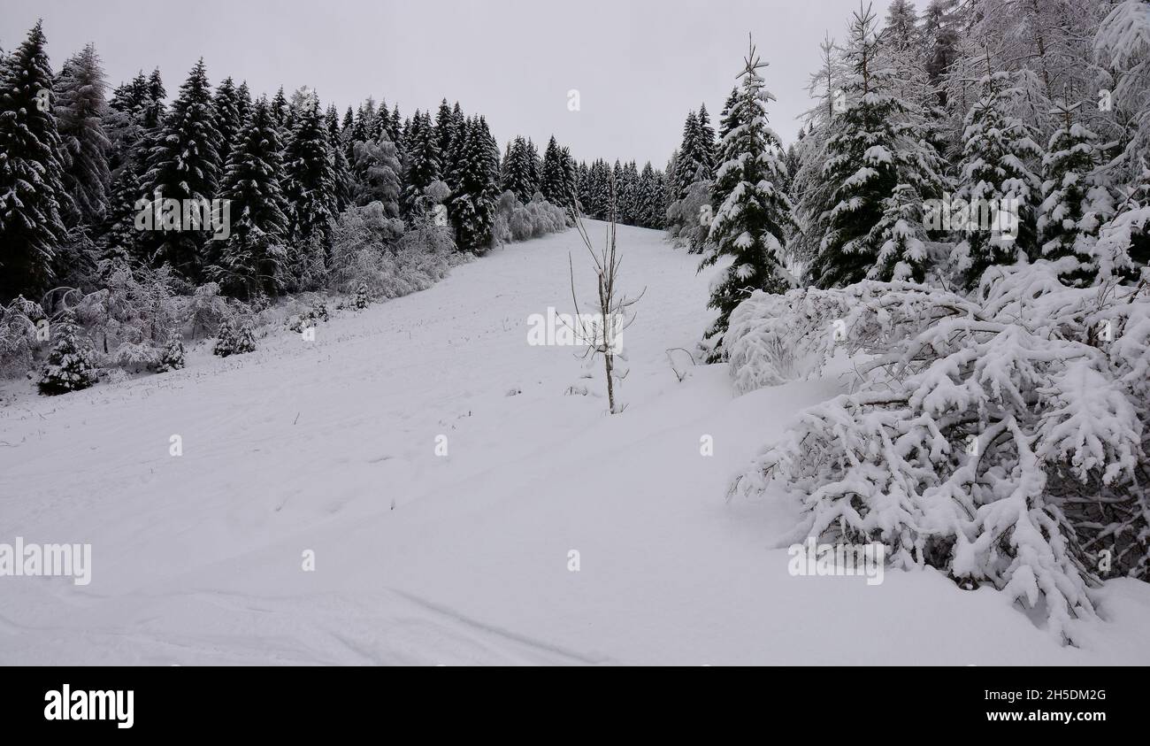 Die Wälder auf den hohen Gipfeln der Berge Stockfoto