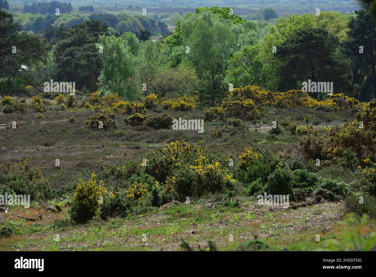 RSPB Naturschutzgebiet, Arne, Dorset Stockfoto
