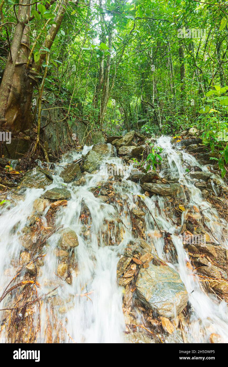 Wasserfall im tropischen Regenwald, Wet Tropics, Far North Queensland, FNQ, Australien Stockfoto