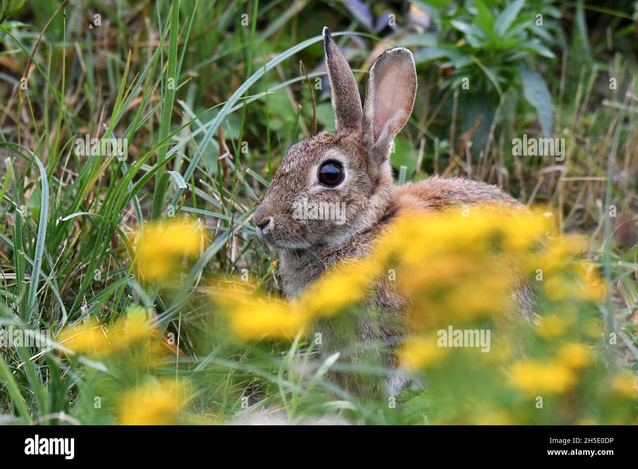 Cuniculus, lokale Tiere, frei lebender Tiere, grau sportliche kleine Jobs, grau sportliche kleine Jobs, Hase, Jagd - Cash Game, Kaninchen Pelz, Rabb Stockfoto