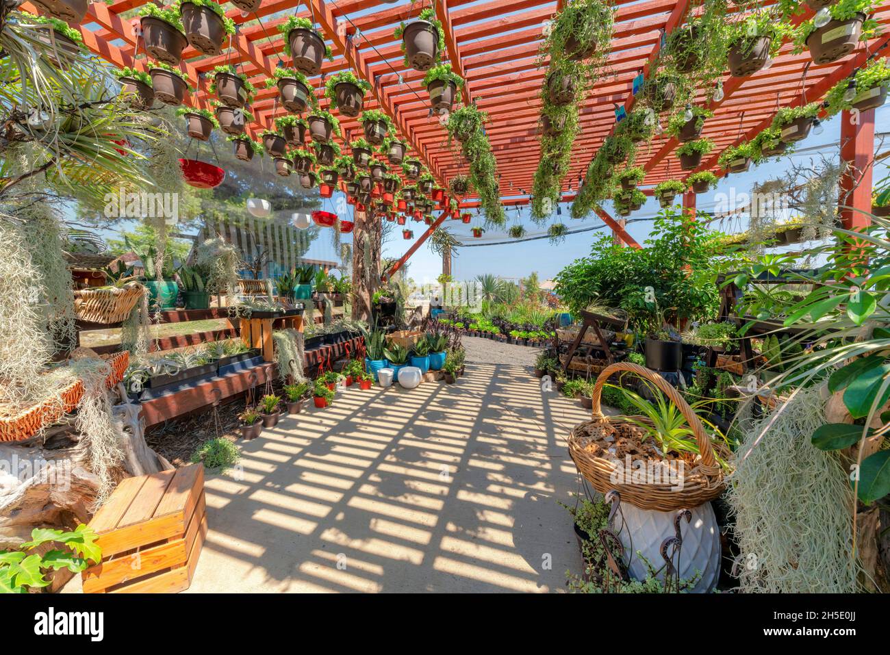 Gehweg mit Topfpflanzen auf Regalen unter dem roten Pergola-Dach mit hängenden Sukulenten Stockfoto