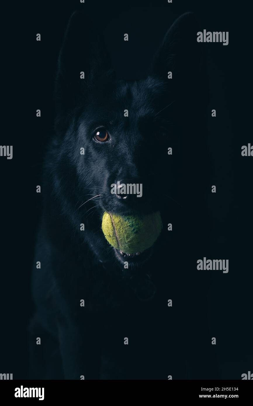 Schwarzer Hund mit Tennisball Stockfoto