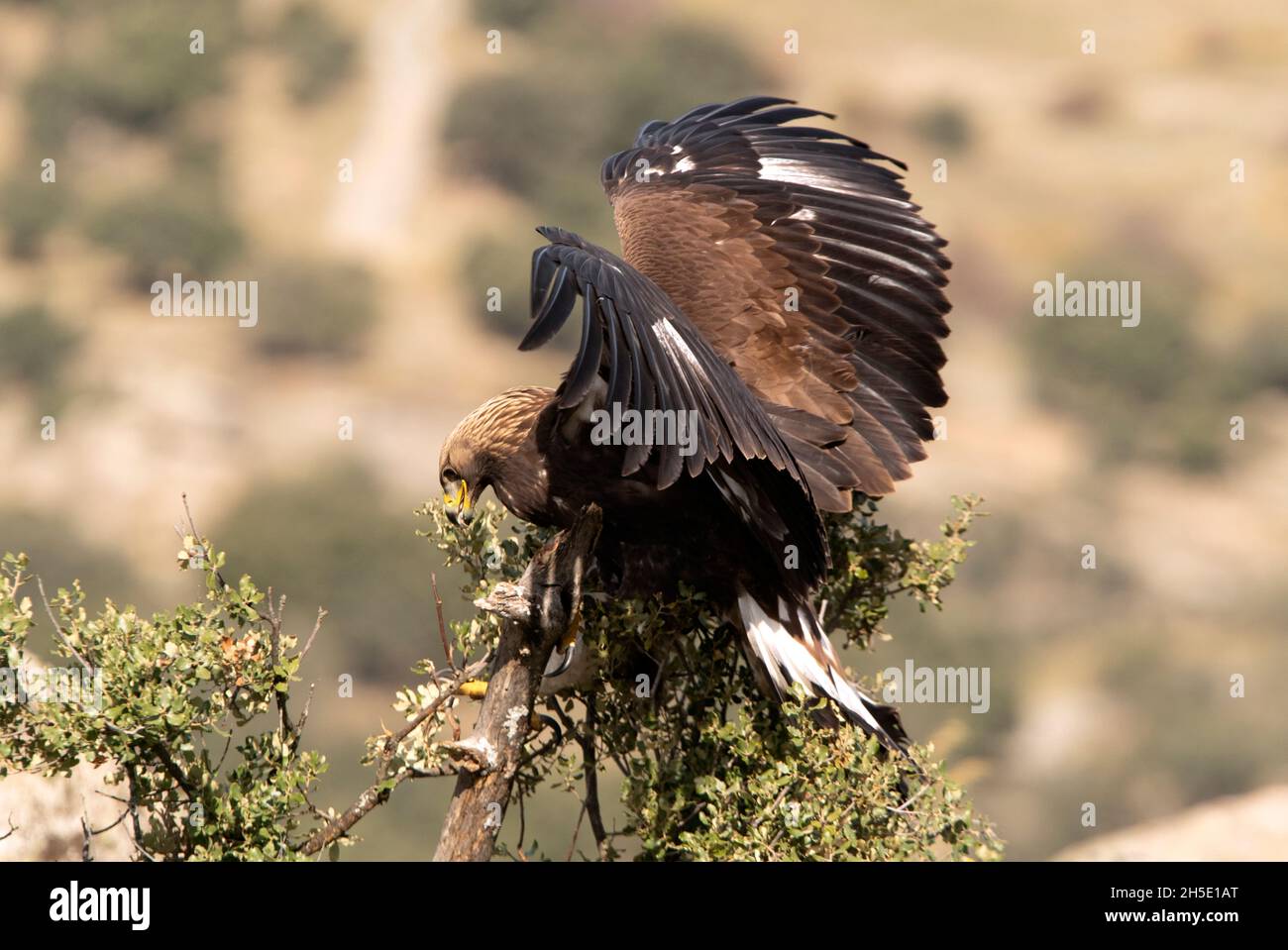 Junge weibliche Golden Eagle in ihrem Lieblings-Wachturm mit frühen Morgenlicht in hügeligem Gelände Stockfoto