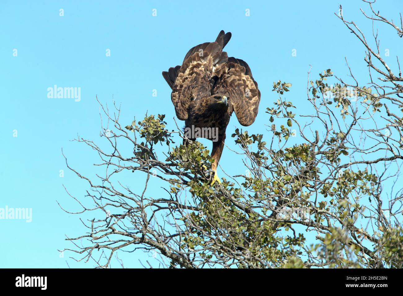 Erwachsene weibliche Golden Eagle in ihrem Lieblings-Wachturm mit frühen Morgenlicht auf einer Steineiche in hügeligem Gelände Stockfoto