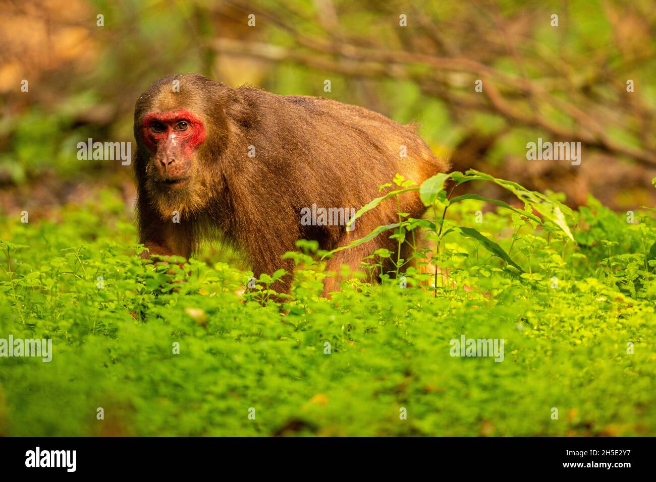 Dickschwanzmakaken mit einem roten Gesicht im grünen Dschungel/wilden Affen im wunderschönen indischen Dschungel/Gibbon Wildlife Sanctuary in Indien Stockfoto