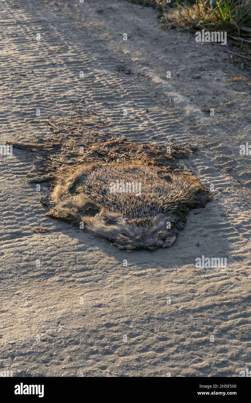 Menschliche Auswirkungen auf die Natur, algerischer ausgewachsener Igel, nordafrikanischer Igel, Atelerix algirus, Roadkill Stockfoto
