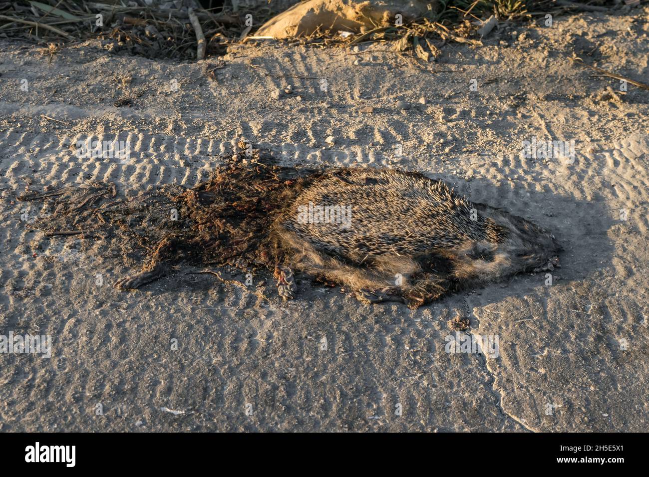 Menschliche Auswirkungen auf die Natur, algerischer ausgewachsener Igel, nordafrikanischer Igel, Atelerix algirus, Roadkill Stockfoto