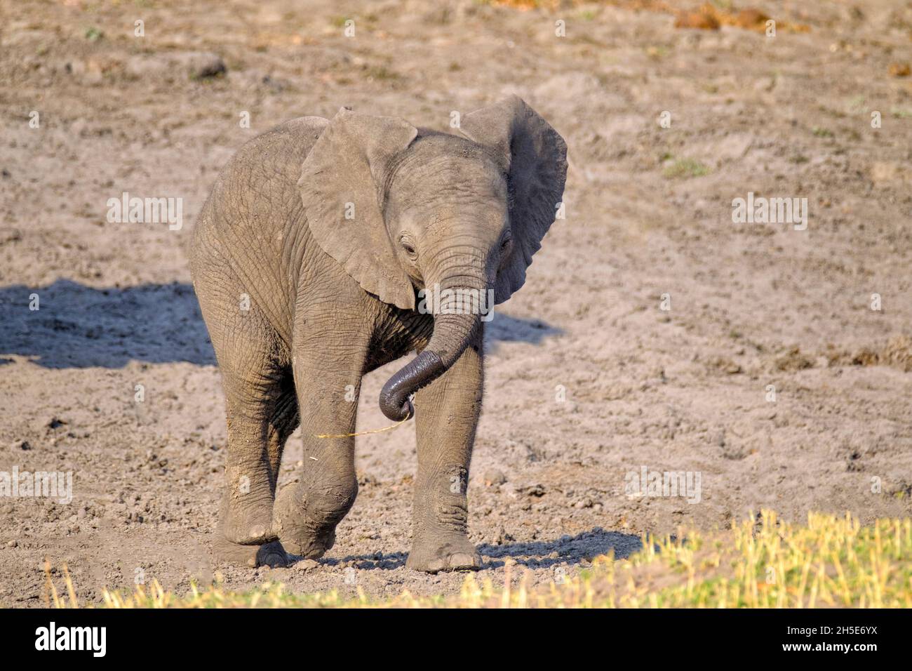 Afrikanischer Elefantenbaby (Loxodonta africana) verspielt. Chobe National Park, Botswana Stockfoto