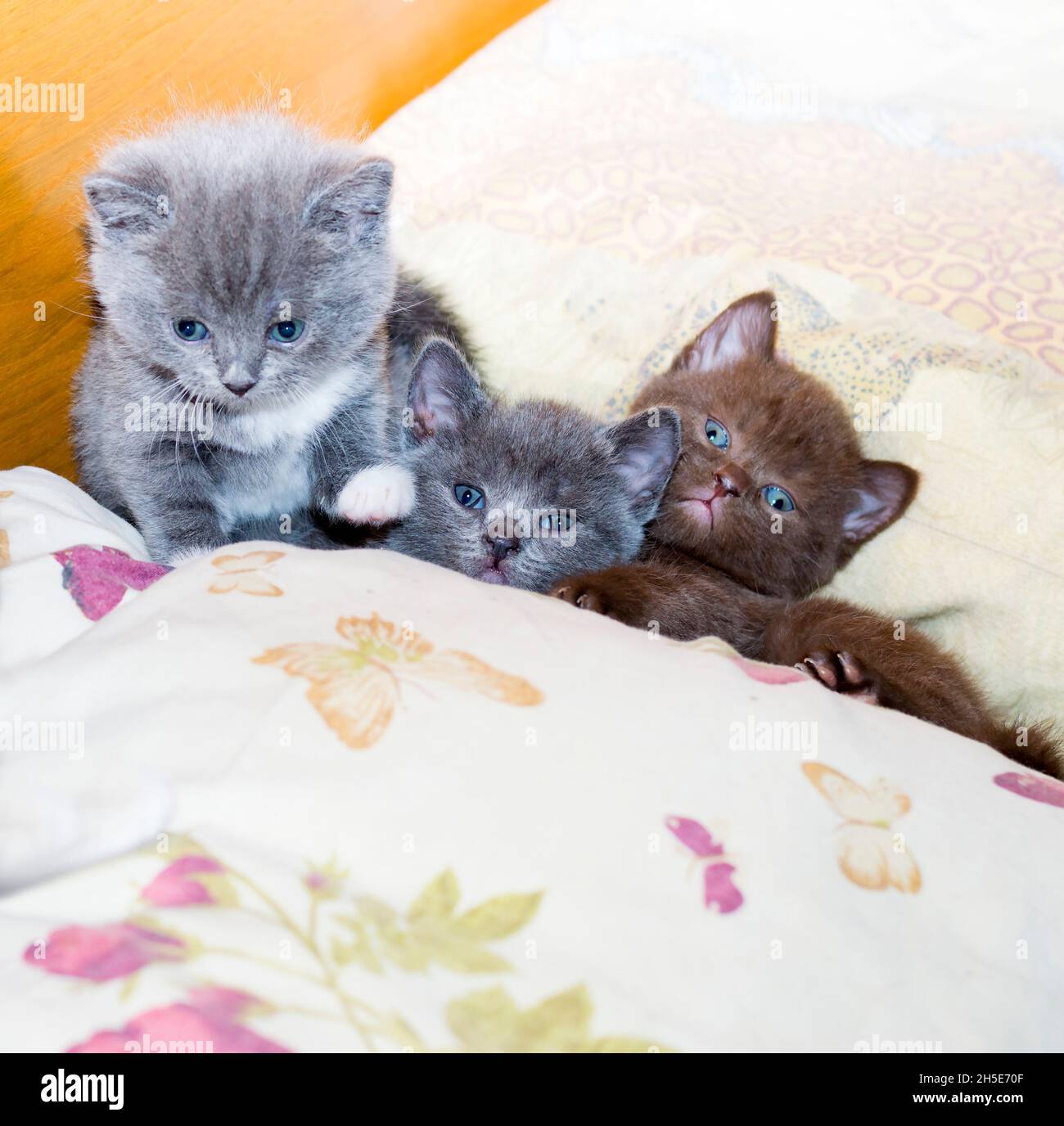 Drei lustige schottische Kätzchen auf dem Bett, das Thema von Hauskatzen und Kätzchen Stockfoto