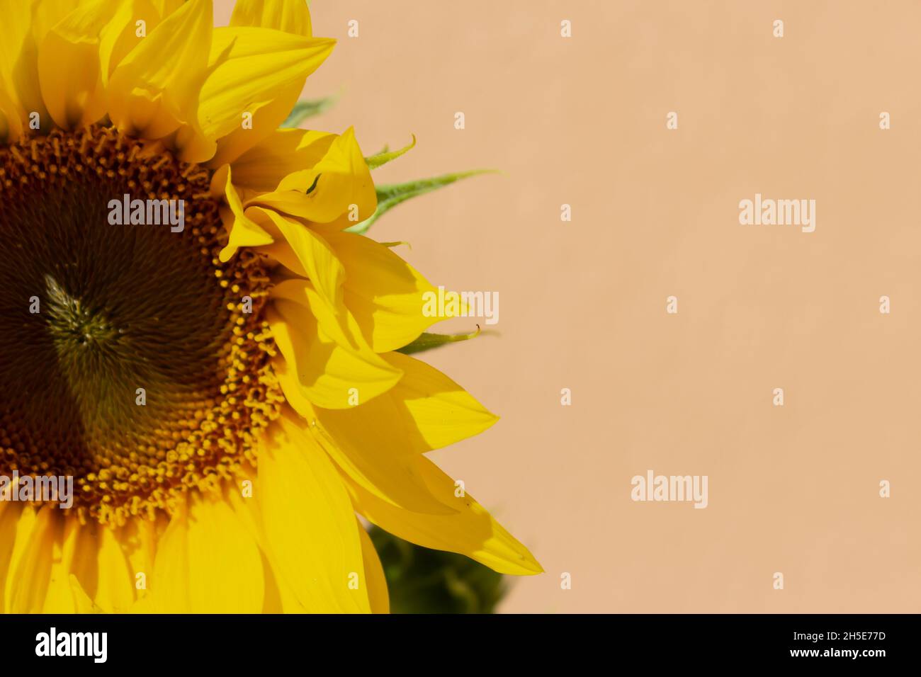 Sonnenblume, (Helianthus annuus) Stockfoto