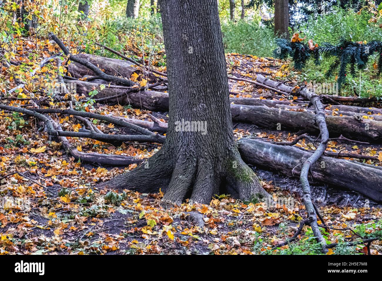 Humboldthain Park, Mitte, Berlin, Goldene Herbstbäume, gefällte Bäume, Herbstliche Farben und Sonnenschein Stockfoto