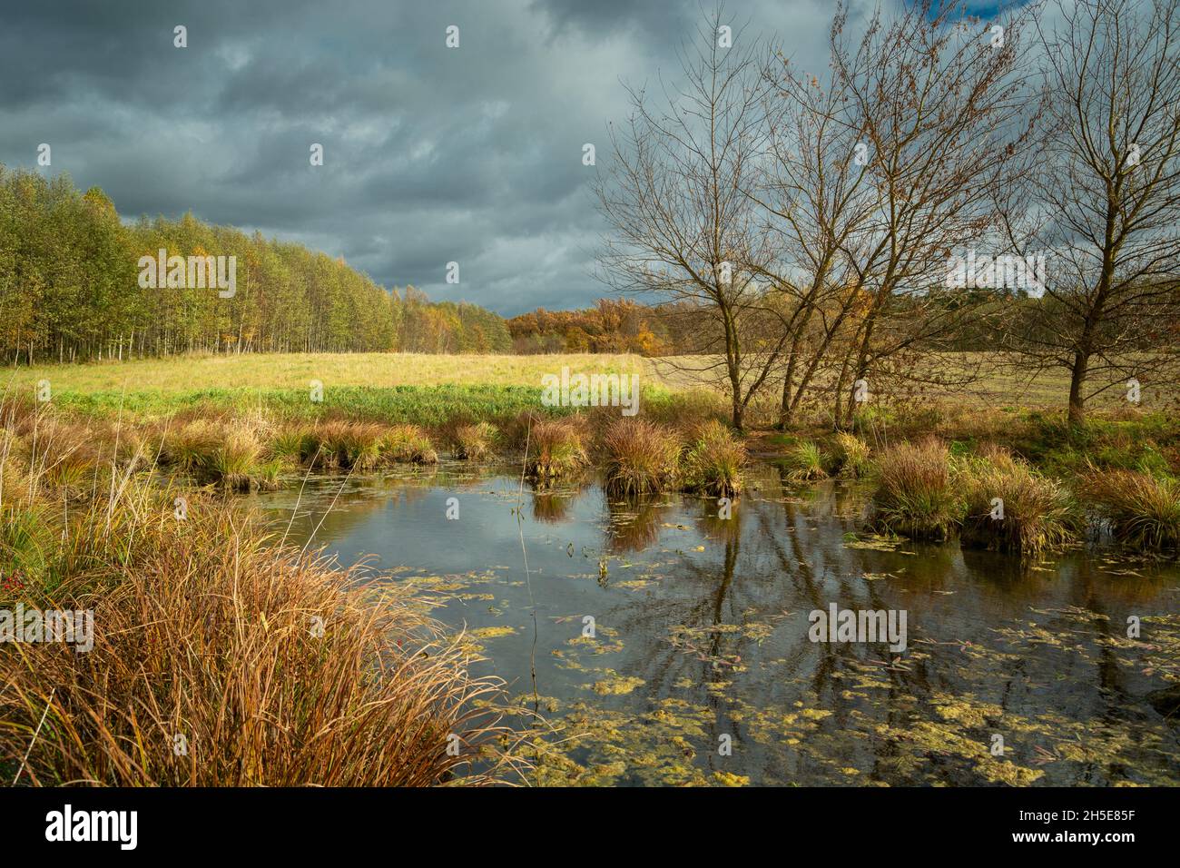 Bäume am Teich und wolkigen Himmel, Blick auf den Oktober Stockfoto