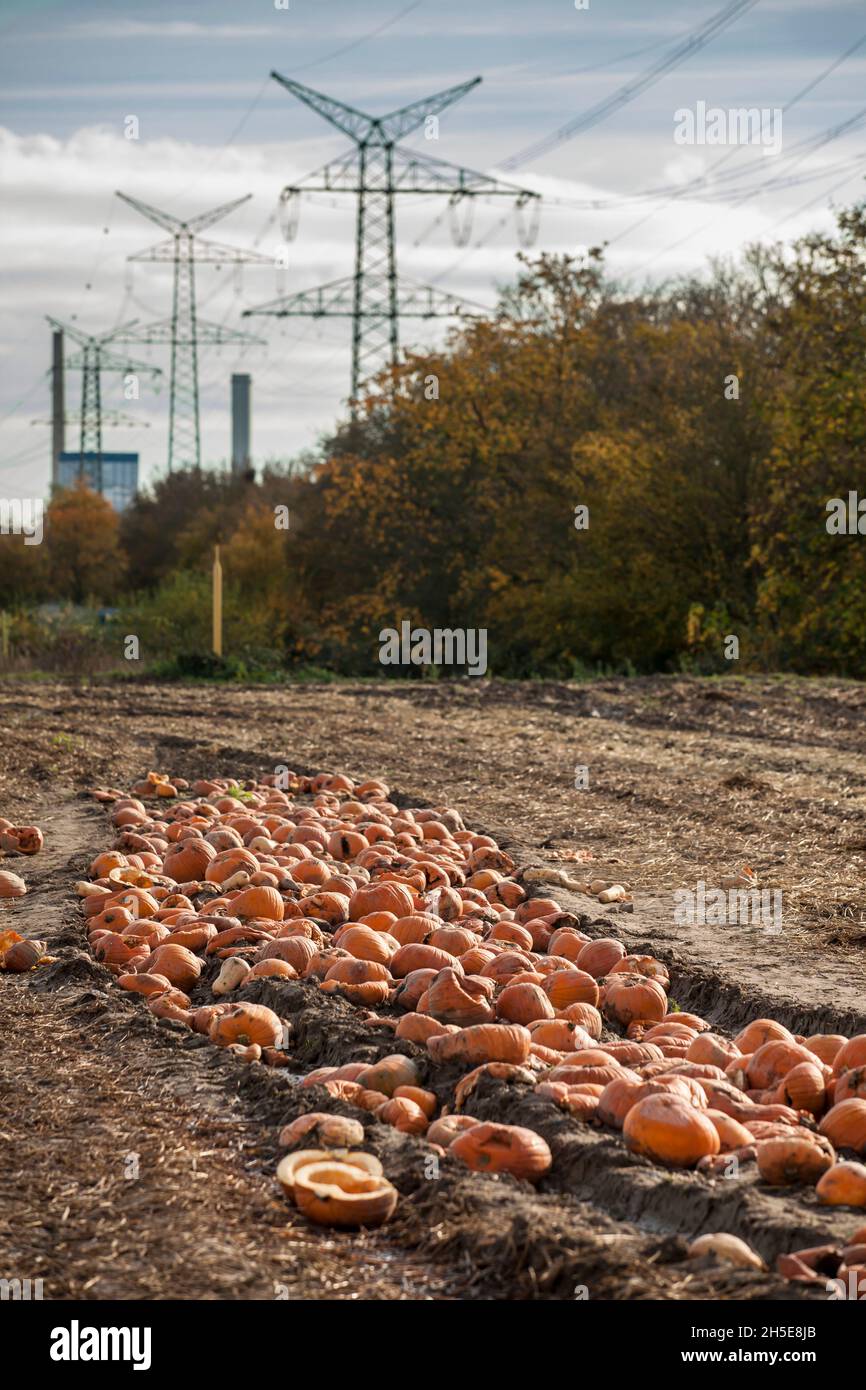 Da Kürbisse und Süßkartoffeln nicht dem kommerziellen Standard entsprechen, wirft ein Landwirt Tonnen Gemüse auf seinem Feld ab, die Menschen können sie für f sammeln Stockfoto