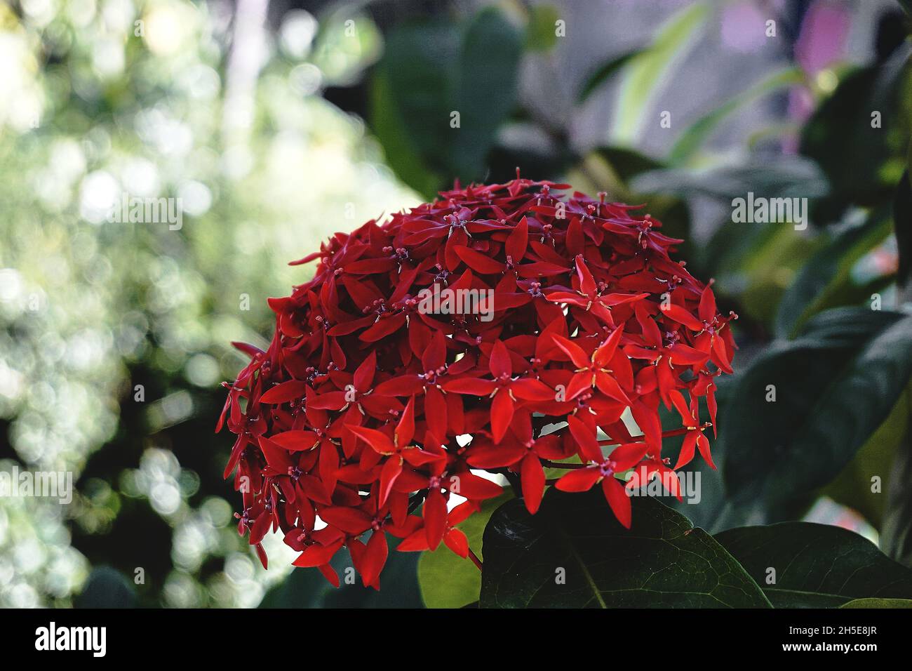 Nahaufnahme von leuchtend roten ixora-Blüten Stockfoto
